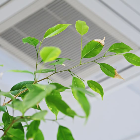 healthy plant in home