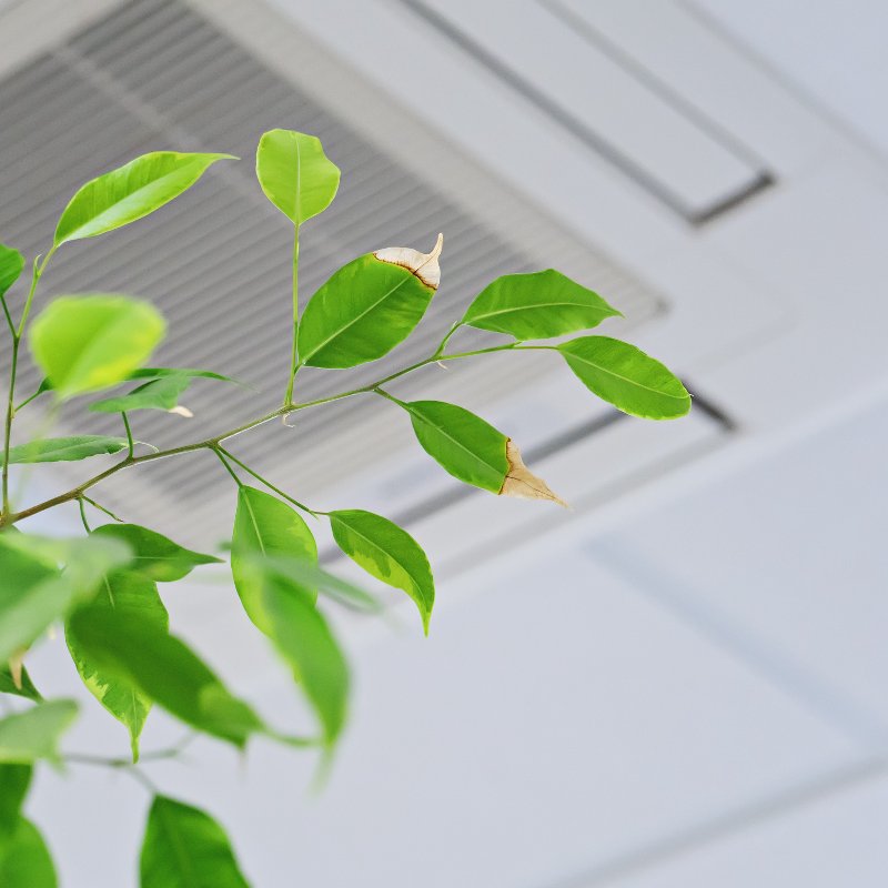 green leaves in front of an air vent in a ceiling